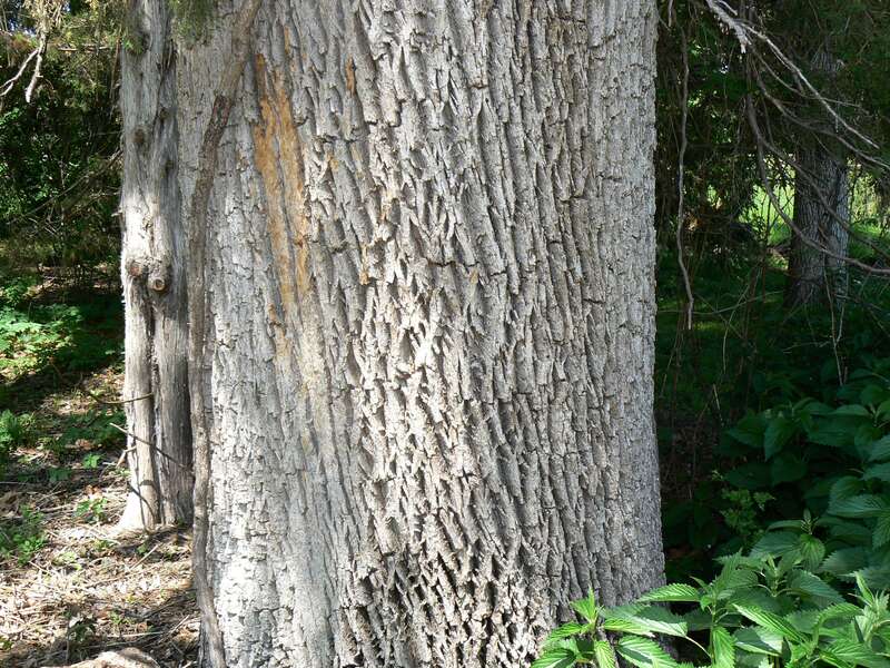 Green Ash (Fraxinus pennsylvanica) bark detail