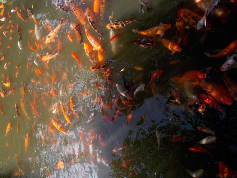 The Japanese koi at the Byodo-In Temple, a non-denominational Buddhist temple, located at the Valley of the Temples on Oahu,Hawaii.