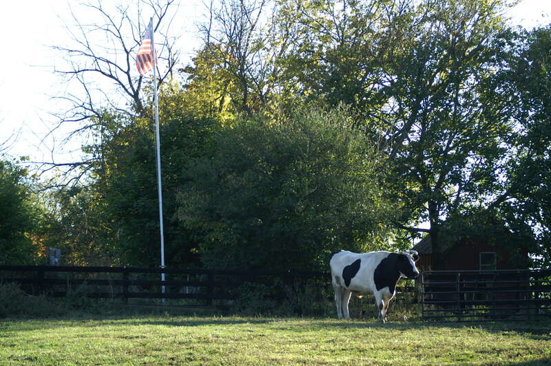 Holstein Cow, White Post Virginia, October 2007