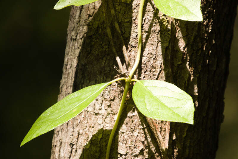 woodvamp (Hydrangea barbara)