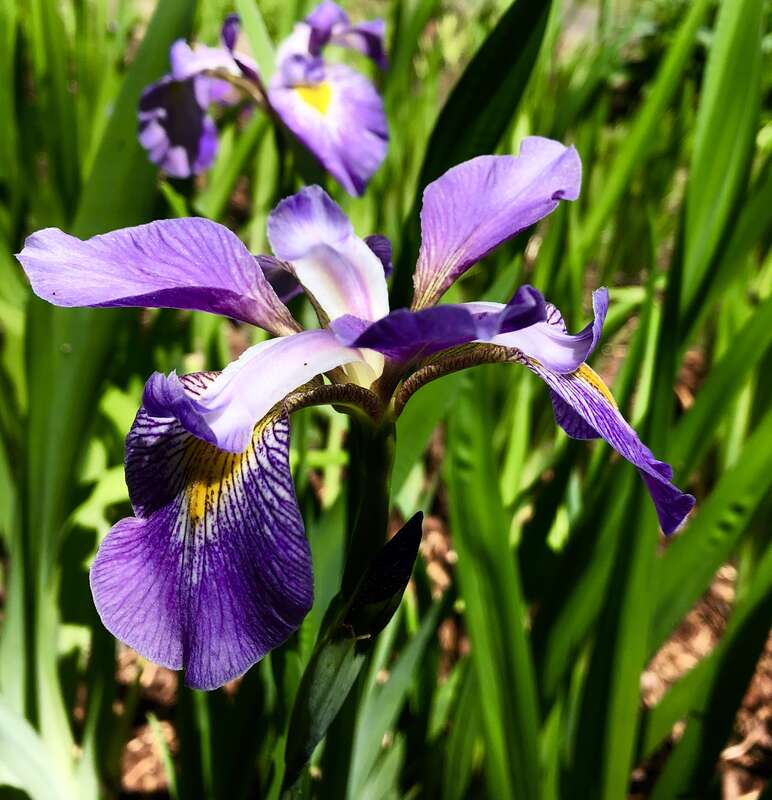 Iris Garden, Birmingham Botanical Gardens, Birmingham, Alabama