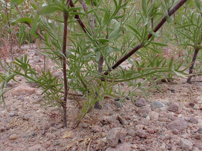 Clasping pepperweed growing along the entrance road to Bannack State Park, Beaverhead County, Montana. Dissected basal leaves and perfoliate stem leaves are diagnostic of this annual mustard forb.