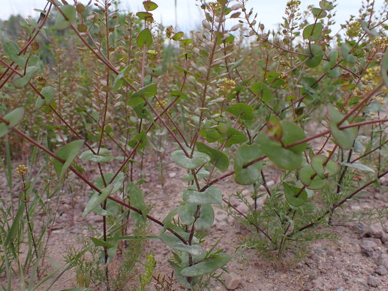 Clasping pepperweed growing along the entrance road to Bannack State Park, Beaverhead County, Montana. Dissected basal leaves and perfoliate stem leaves are diagnostic of this annual mustard forb.