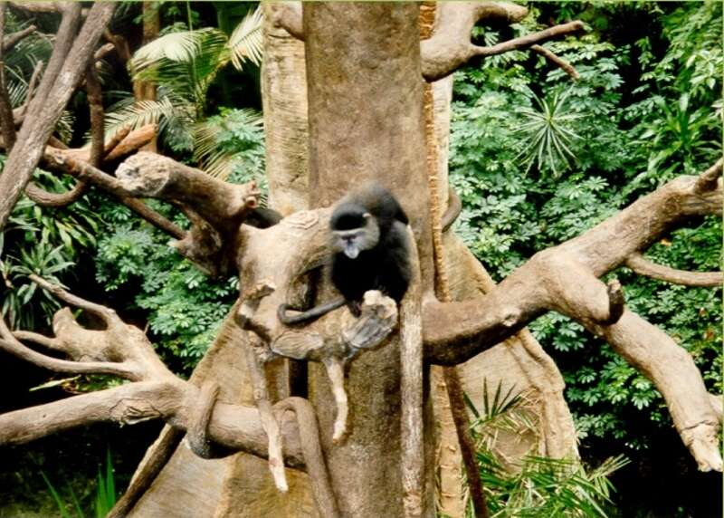 Lied Jungle Denizons