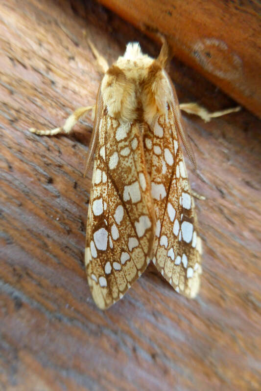 USA: West Virginia, Pendleton County, Seneca Rocks