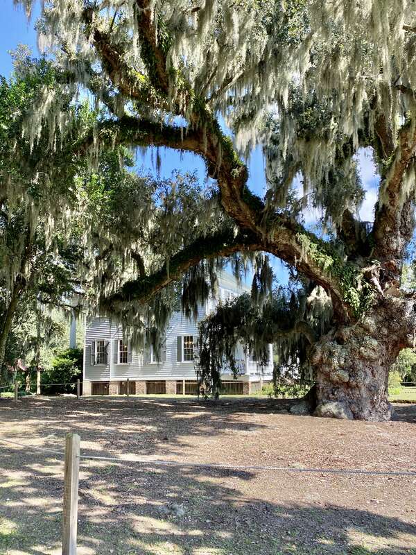 Dating back to 1678, then known as Morris, the plantation was used in 1780 during the American Revolutionary War by British General Sir Henry Clinton as his headquarters while planning to invade and occupy nearby Charleston, with many enslaved