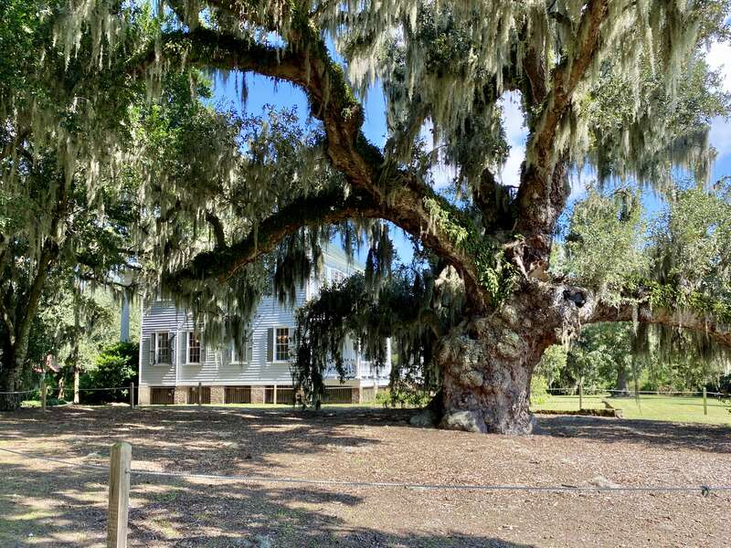 Dating back to 1678, then known as Morris, the plantation was used in 1780 during the American Revolutionary War by British General Sir Henry Clinton as his headquarters while planning to invade and occupy nearby Charleston, with many enslaved