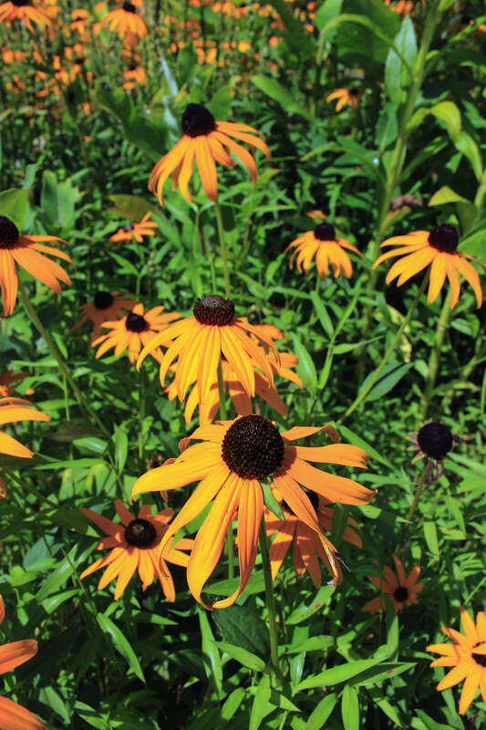 Black-eyed Susans (Rudbeckia hirta), Montour Preserve, Montour County.