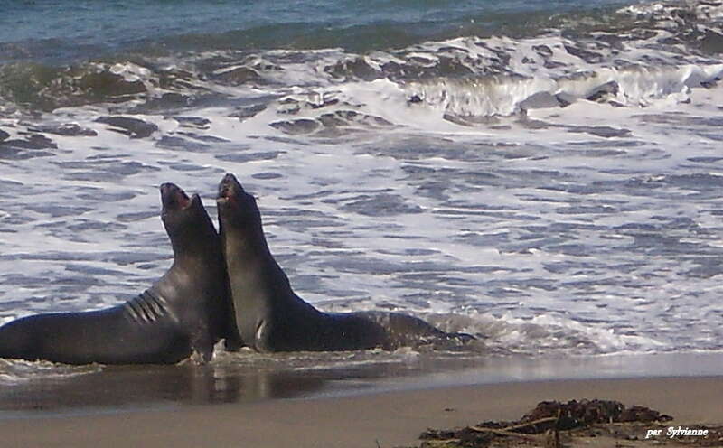O Sole Mio !! Sea elephants melody ?? O Mia Cara !! Le chant des sirenes ??San Simeon California.