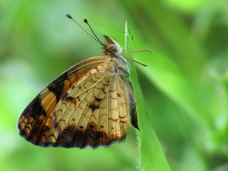 Phyciodes tharos.  Kenilworth Aquatic Gardens, Washington, DC, USA.  1 September 2012.