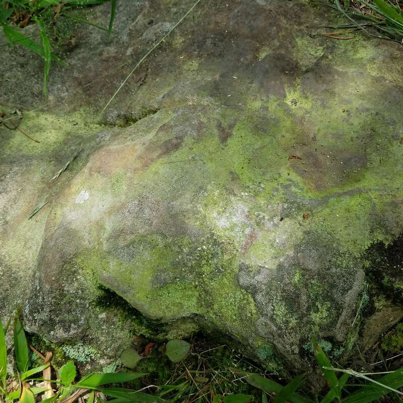 Sulphur Dust Lichen (Psilolechia lucida)