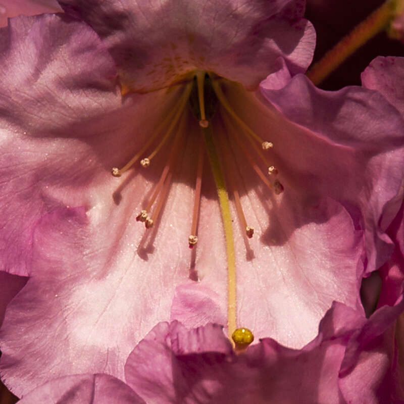 This photo was taken in the Rhododendron Garden of the Coastal Maine Botanical Gardens.  
Comments are always appreciated.  
The sticky style in the foreground is ready to capture pollen from the several anthers.  The biology is explained