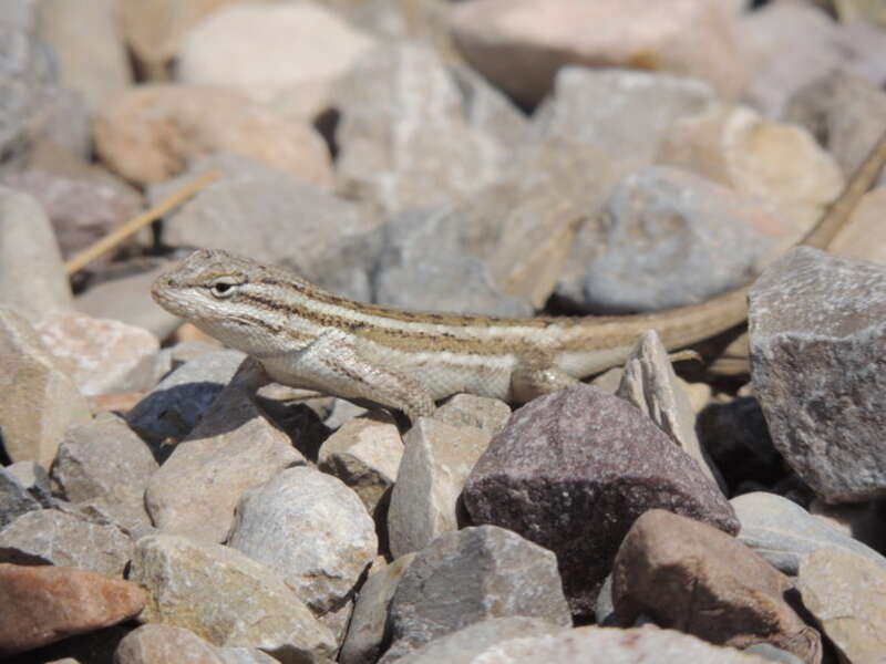 Adult female Sceloporus cowlesi, White Sands National Monument (Otero County, New Mexico, US)
Habitat:  Chihuahuan Desert Scrub

Camera:   Nikon P510