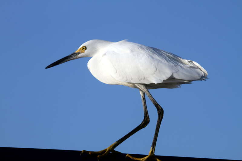 Snowy egret