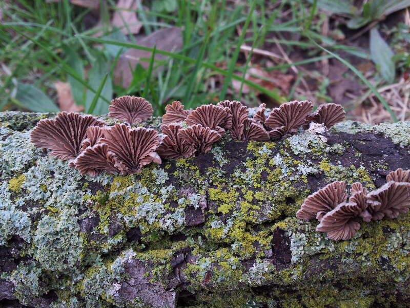 A shot of the under side of a fruiting of split-gill (Schizophyllum commune)