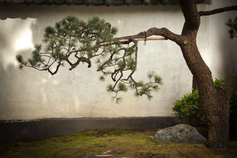 500px provided description: This photograph was taken at the Japanese Gardens in Portland Oregon. When my 4 year old son saw the picture he said, &quot;That's where the tiger lives.&quot; [#tree ,#pine ,#oregon ,#portland ,#japanese garden ,#portland oregon