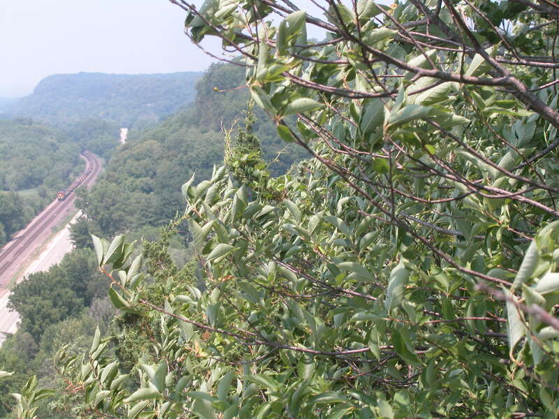 20050624 11 BNSF Mississippi River Palisades