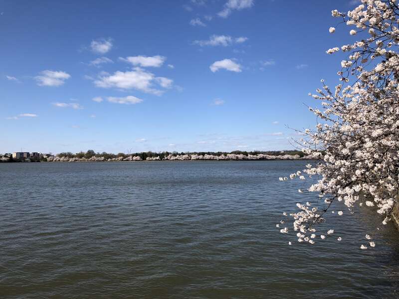 View west-southwest along the east shore of the Tidal Basin while the Yoshino Cherries are blooming during the 2018 Cherry Blossom Festival in Washington, D.C.