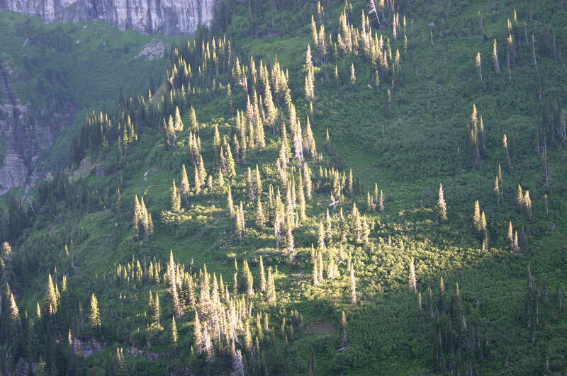 The tips of trees being lit by a setting Sun, while the rest has already fallen into shadow.