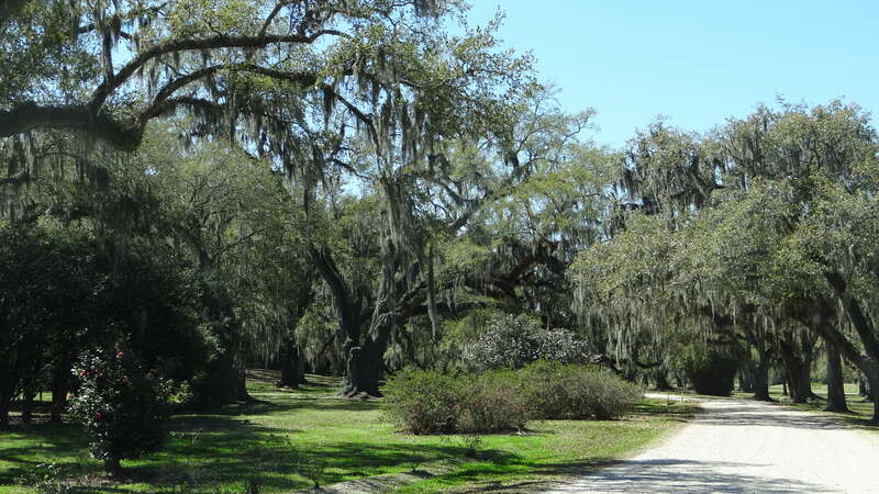 Avery Island et Tabasci, Louisiane, USA