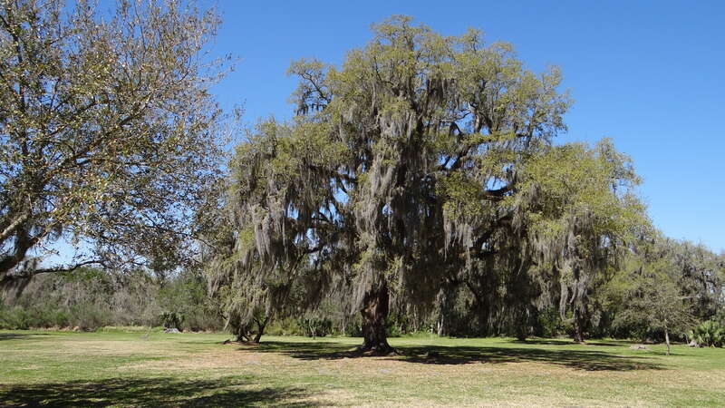 Avery Island et Tabasci, Louisiane, USA