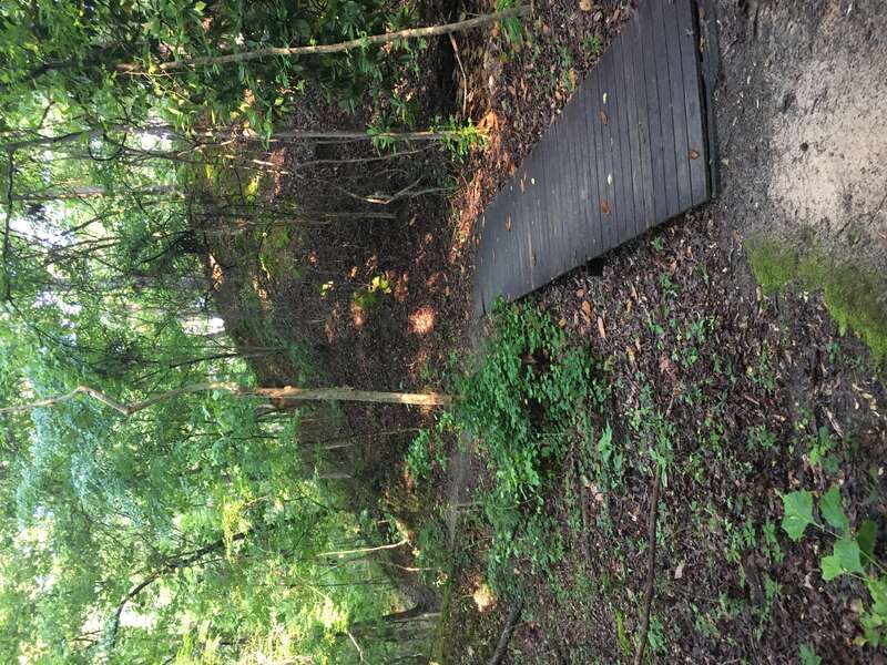 The Bailey Woods Trail to Rowan Oak in Oxford, Mississippi