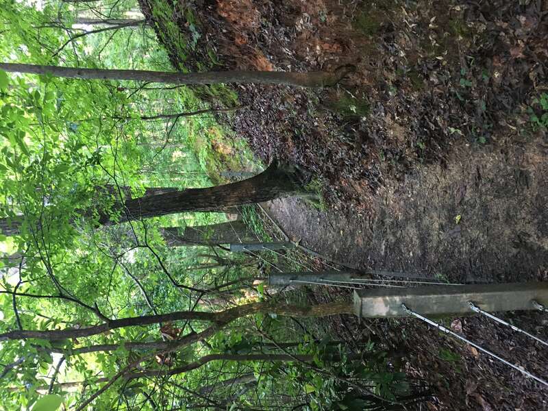 The Bailey Woods Trail to Rowan Oak in Oxford, Mississippi