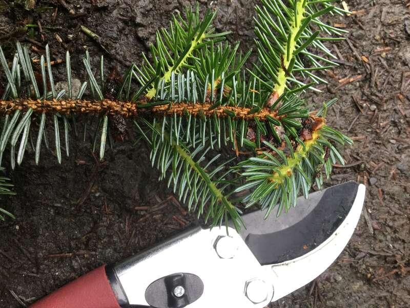 Bent shoot growth of Sitka spruce near Juneau caused by Dichomera gemmicola. USDA Forest Service photo by Robin Mulvey.