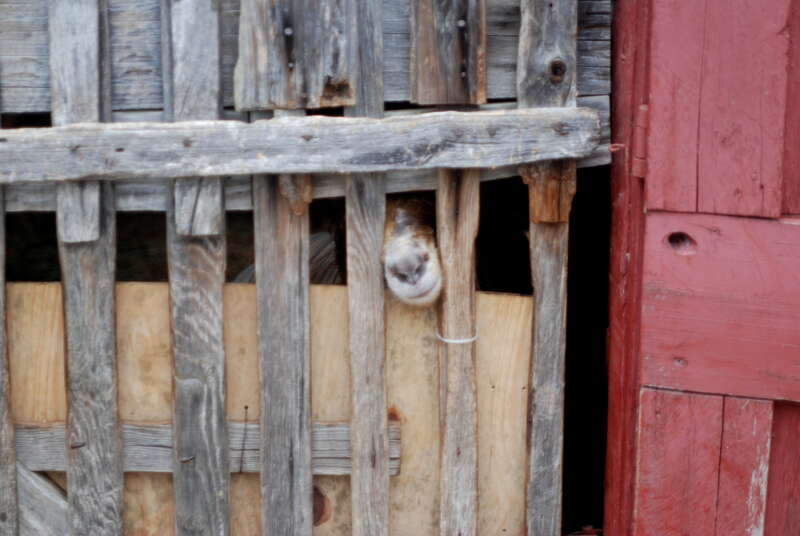 Goat in jail, Carl Sandburg Home National Historic Site, Flat Rock, NC