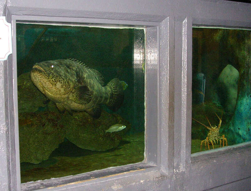 A grouper on display at the Key West Aquarium.  This species is also called a jewfish.  Grouper taste good, but they are all ugly.