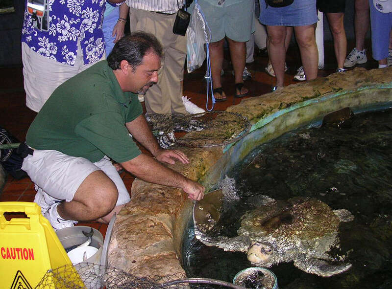 A turtle in a pond in Key West Aquarium.