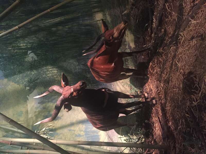 Museum of Natural History