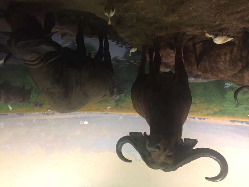 Museum of Natural History