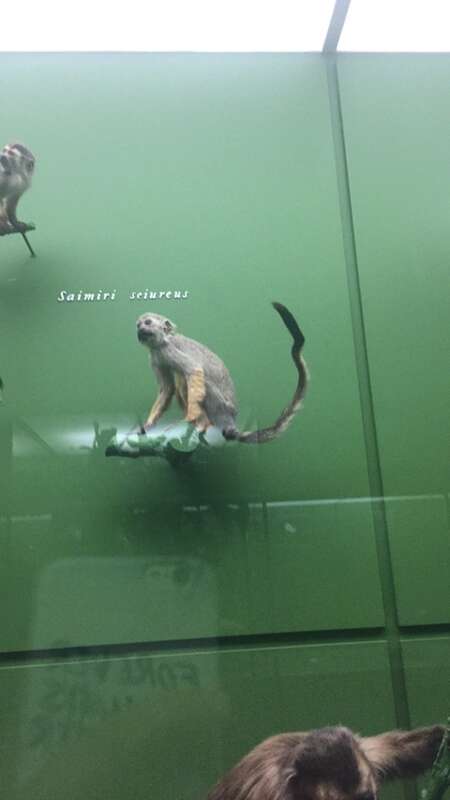 Museum of Natural History