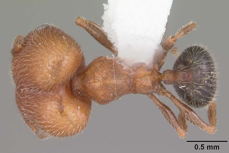 Dorsal view of ant Pheidole littoralis specimen casent0104404.