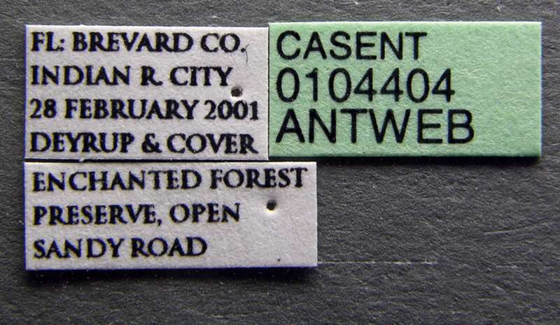 Label view of ant Pheidole littoralis specimen casent0104404.