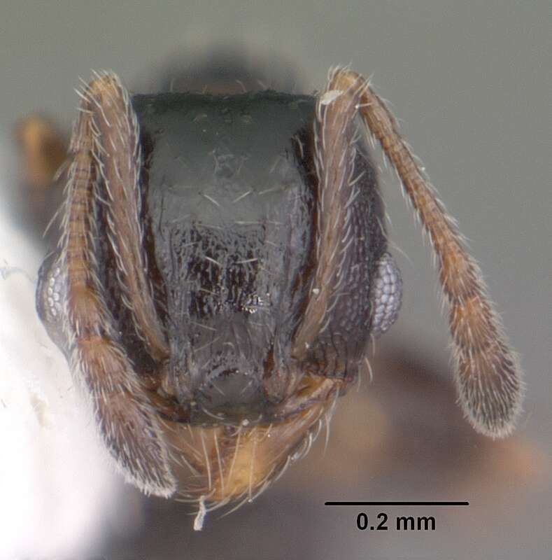 Head view of ant Pheidole littoralis specimen casent0104405.