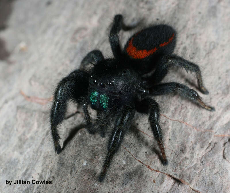 Desert Red Jumping Spider (Phidippus ardens) in Arizona, United States