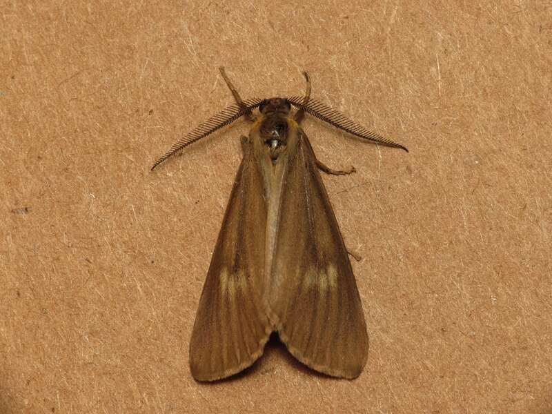 Phryganidia californica Packard, 1864, Golden Gate Park, San Francisco, CA, 17 June 2013

Hundreds swarming around trees.