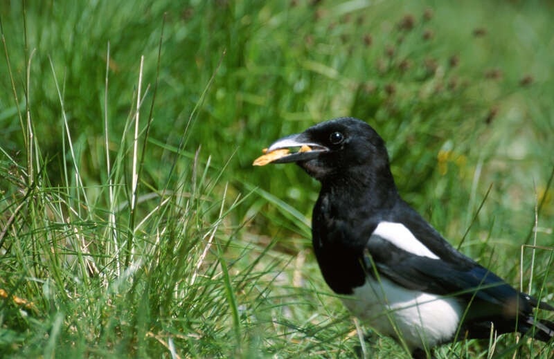 Magpie with food in beak.