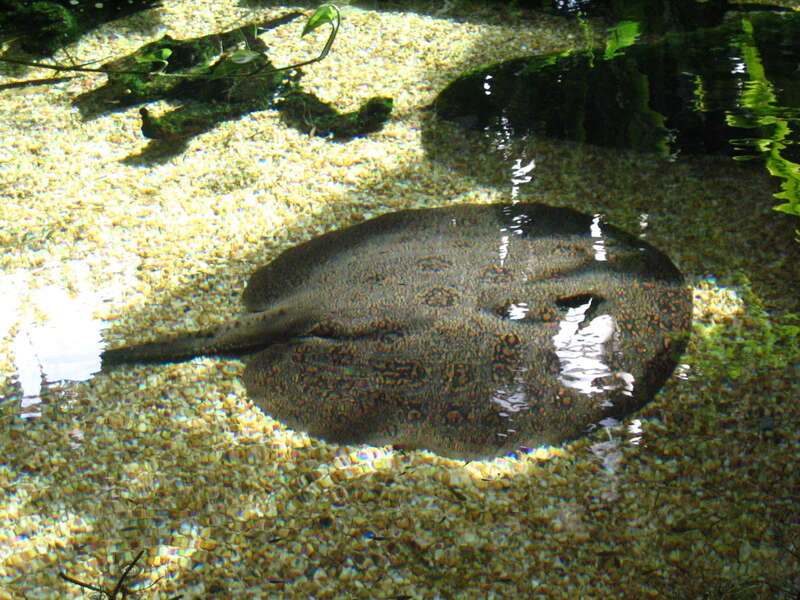 Smooth back river stingray (Potamotrygon orbignyi) at the National Zoo