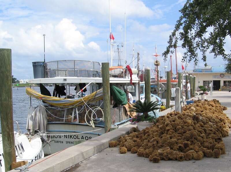 Recent Sponge Harvest