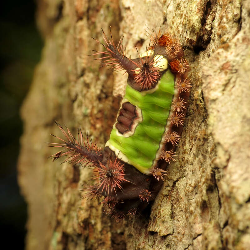 Acharia stimulea. Greenbelt Park, Prince George's County, Maryland, USA.