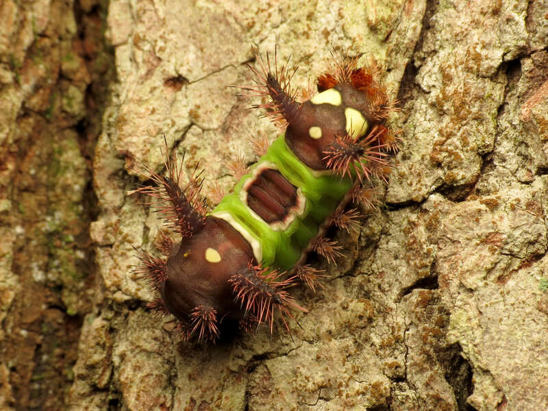 Acharia stimulea. Greenbelt Park, Prince George's County, Maryland, USA.