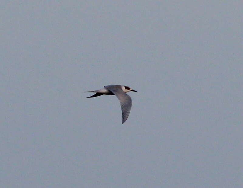 Sterna forsteri (Forster's Tern)