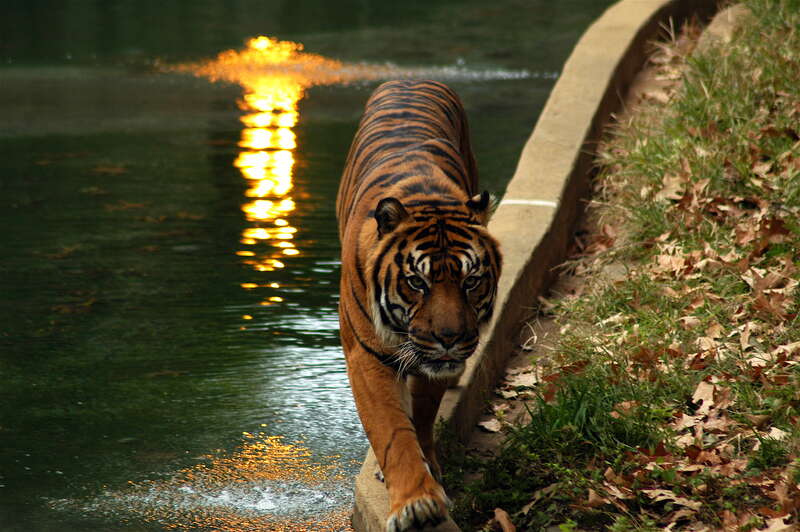 Sumatran Tiger. Woodley Park, Washington, DC, US