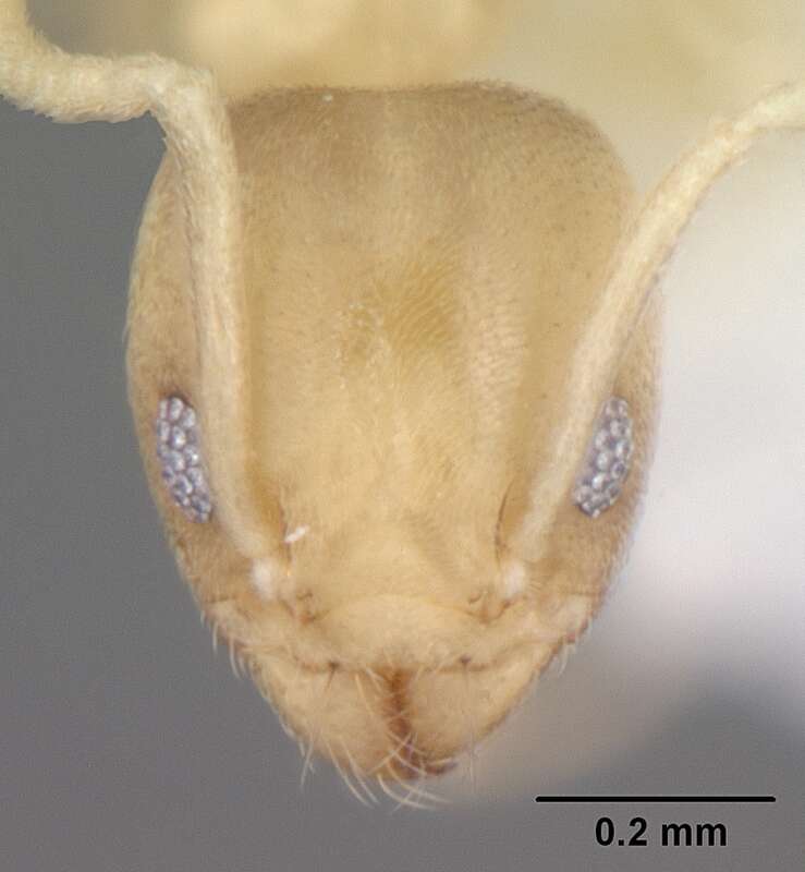 Head view of ant Tapinoma litorale specimen casent0104532.