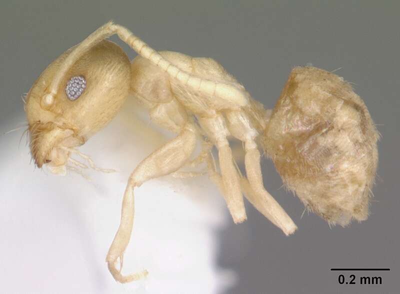 Profile view of ant Tapinoma litorale specimen casent0104532.