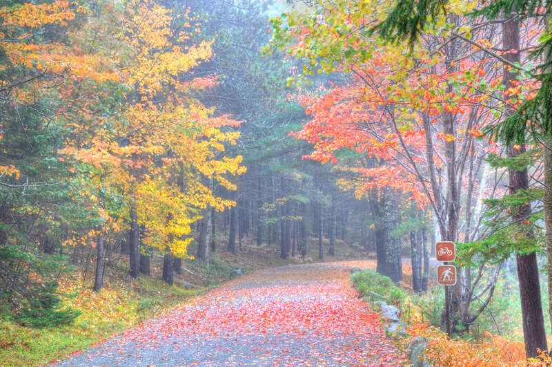 500px provided description: The Season Of Mists And Mellow Fruitfulness [#autumn ,#forest ,#tree ,#woods ,#scenery ,#footpath ,#rural scene ,#lush foliage ,#boulevard ,#lush ,#country road ,#tree trunk]