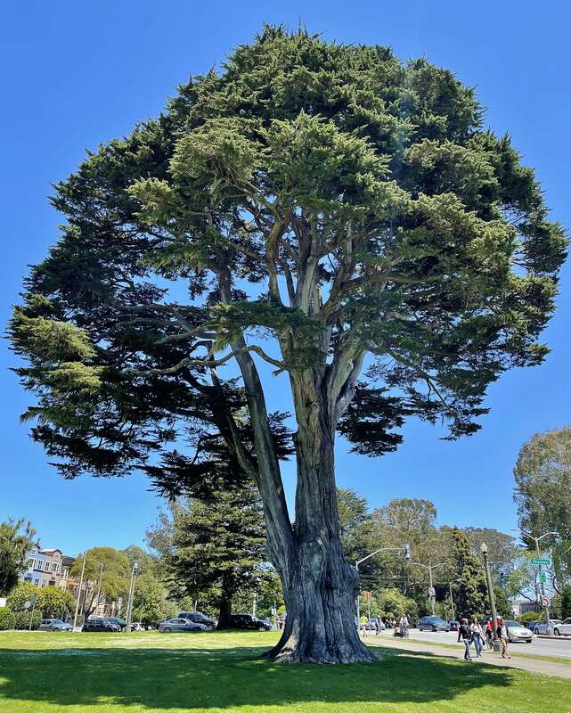 Photograph of a Monterey Cypress tree nicknamed Norton or Uncle John's Tree, located at Golden Gate Park in San Francisco, CA. This tree was planted in the early 1870s.